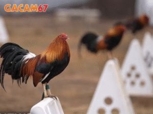 Gacam67